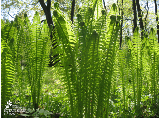 Matteuccia struthiopteris